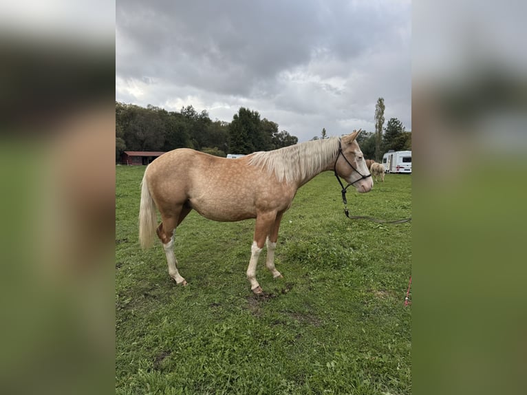American Quarter Horse Hengst Palomino in Lipt. Mikul&#xE1;&#x161;