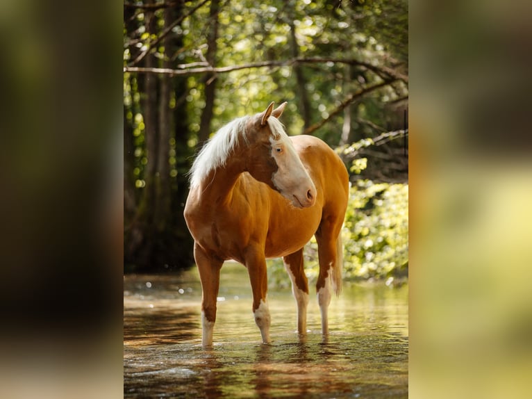American Quarter Horse Hengst Palomino in Lipt. Mikul&#xE1;&#x161;