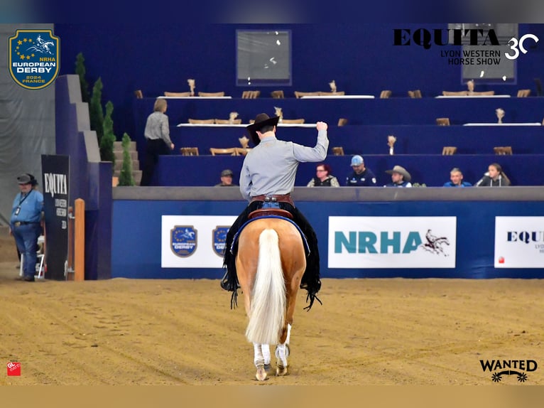 American Quarter Horse Hengst Palomino in Tiefenbach