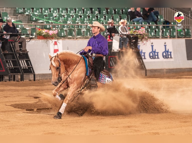 American Quarter Horse Hengst Palomino in Tiefenbach