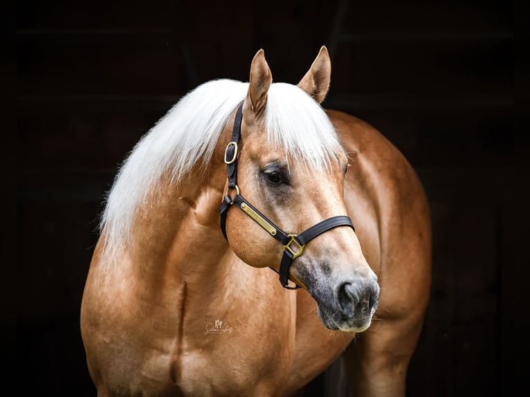 American Quarter Horse Hengst Palomino in Tiefenbach