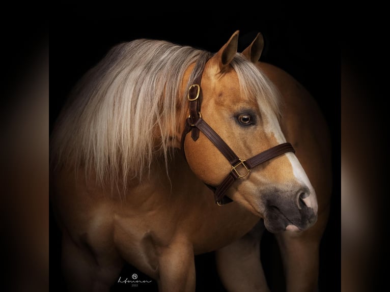 American Quarter Horse Hengst Palomino in BONNDORF IM Schwarzwald