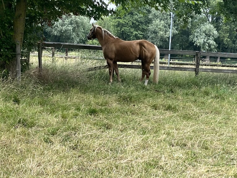 American Quarter Horse Hengst Palomino in GangeltGangelt