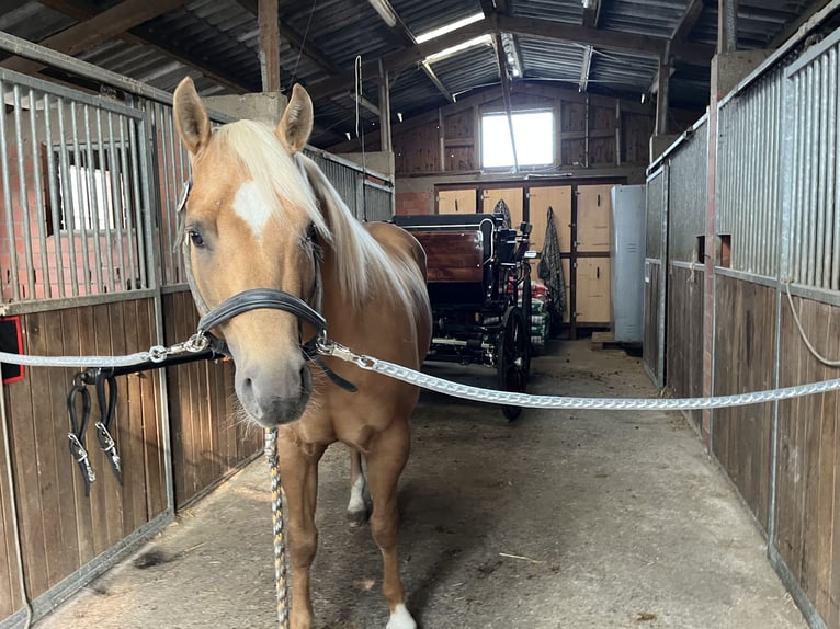 American Quarter Horse Hengst Palomino in GangeltGangelt