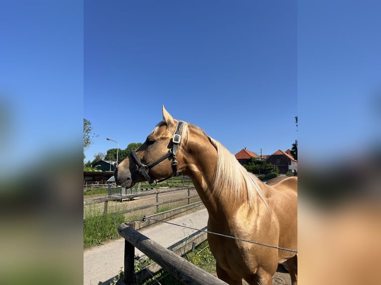 American Quarter Horse Hengst Palomino in GangeltGangelt
