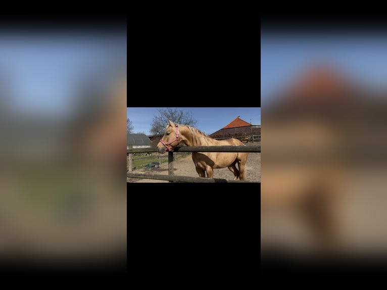 American Quarter Horse Hengst Palomino in GangeltGangelt