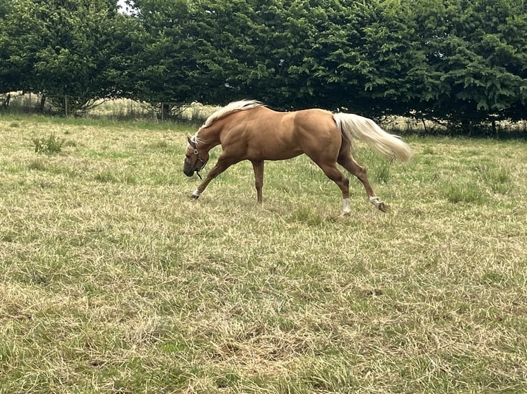 American Quarter Horse Hengst Palomino in GangeltGangelt