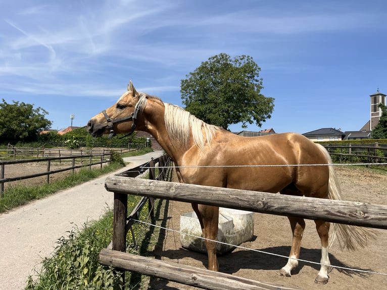 American Quarter Horse Hengst Palomino in GangeltGangelt