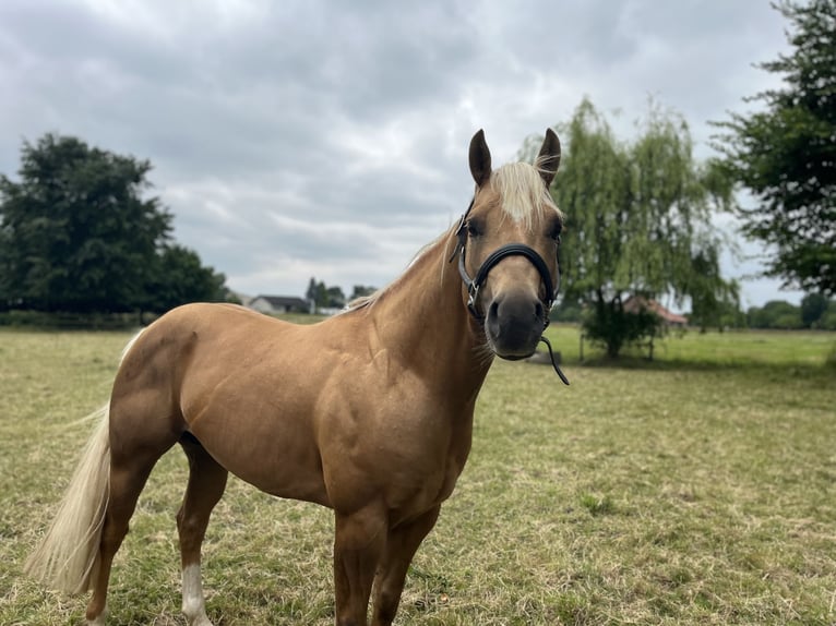American Quarter Horse Hengst Palomino in GangeltGangelt