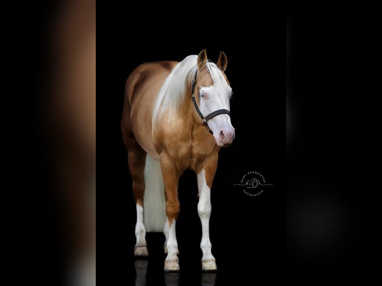 American Quarter Horse Hengst Palomino in Bell