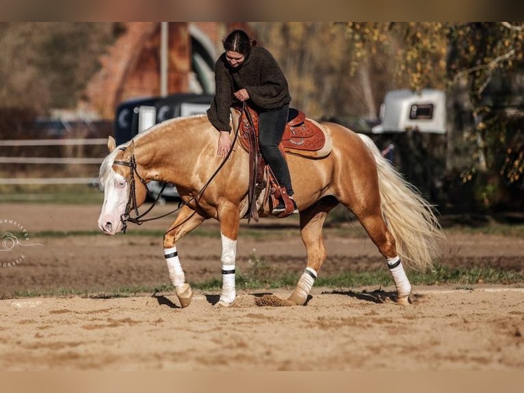 American Quarter Horse Hengst Palomino in Bell