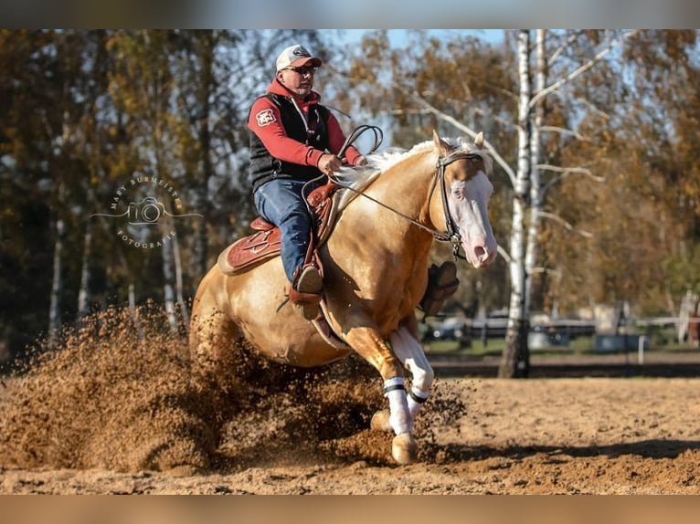 American Quarter Horse Hengst Palomino in Bell