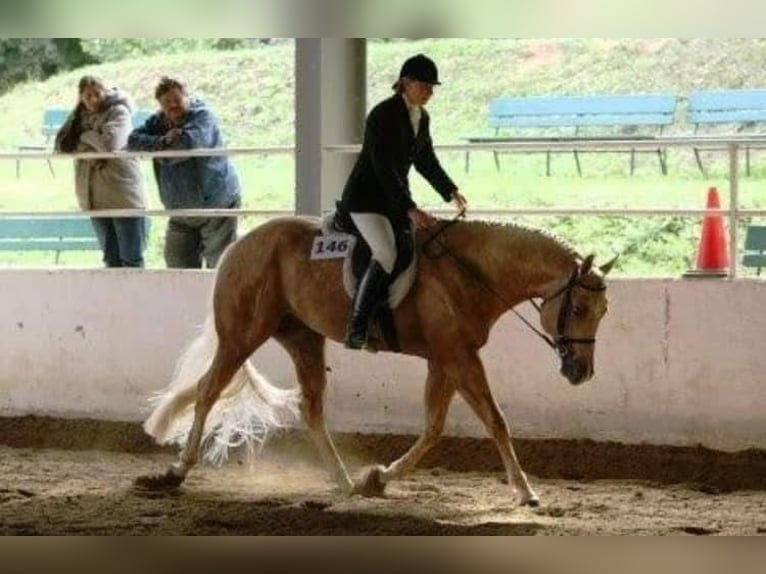 American Quarter Horse Hengst Palomino in Pöttsching