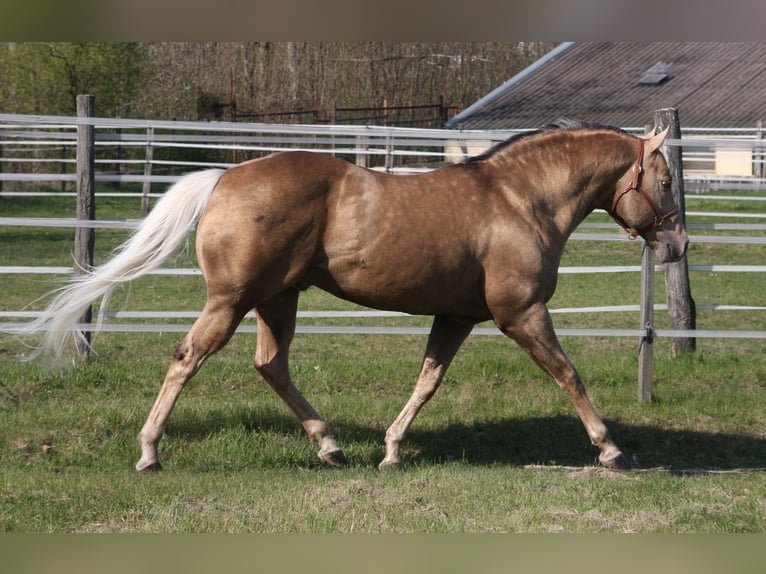 American Quarter Horse Hengst Palomino in Pöttsching