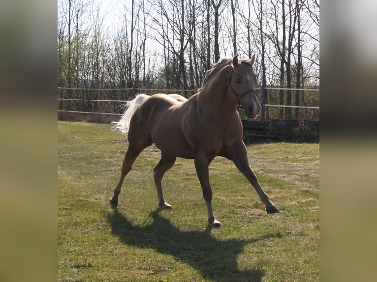 American Quarter Horse Hengst Palomino in Pöttsching