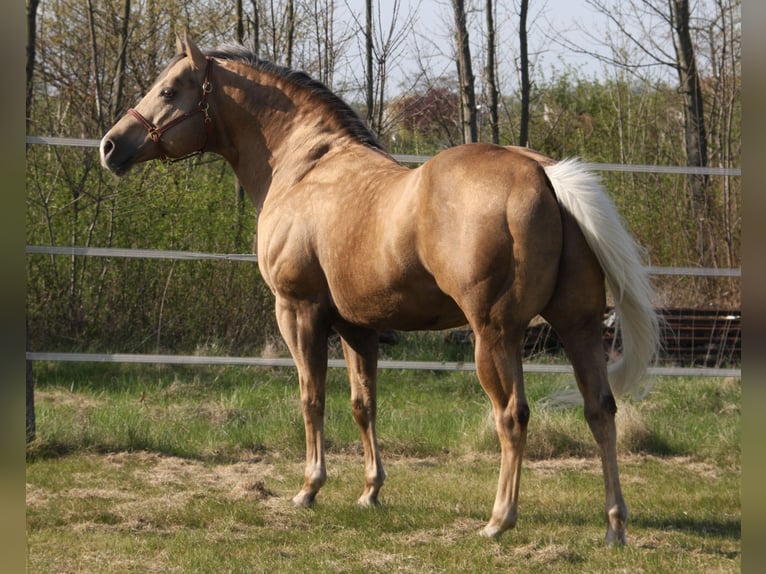 American Quarter Horse Hengst Palomino in Pöttsching