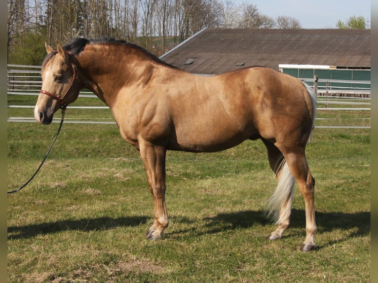 American Quarter Horse Hengst Palomino in Pöttsching