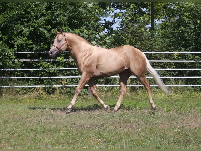 American Quarter Horse Hengst Palomino in Pöttsching