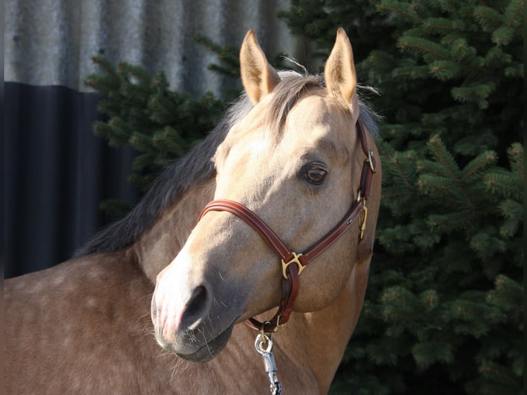 American Quarter Horse Hengst Palomino in Pöttsching