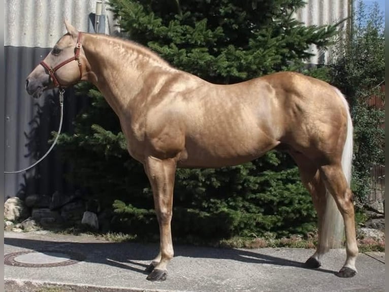 American Quarter Horse Hengst Palomino in Pöttsching