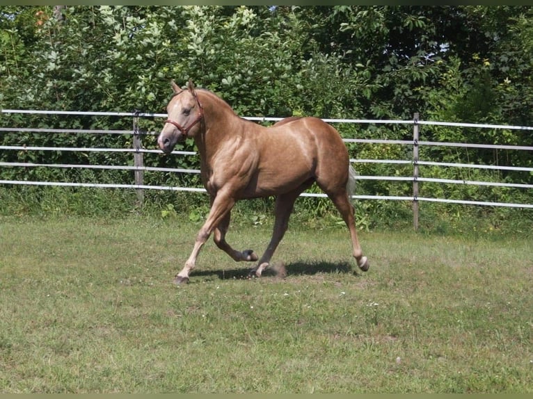 American Quarter Horse Hengst Palomino in Pöttsching