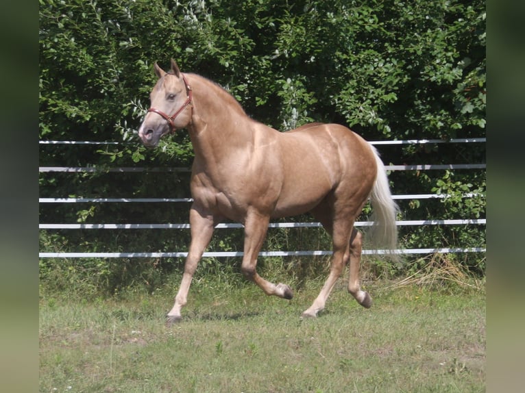 American Quarter Horse Hengst Palomino in Pöttsching