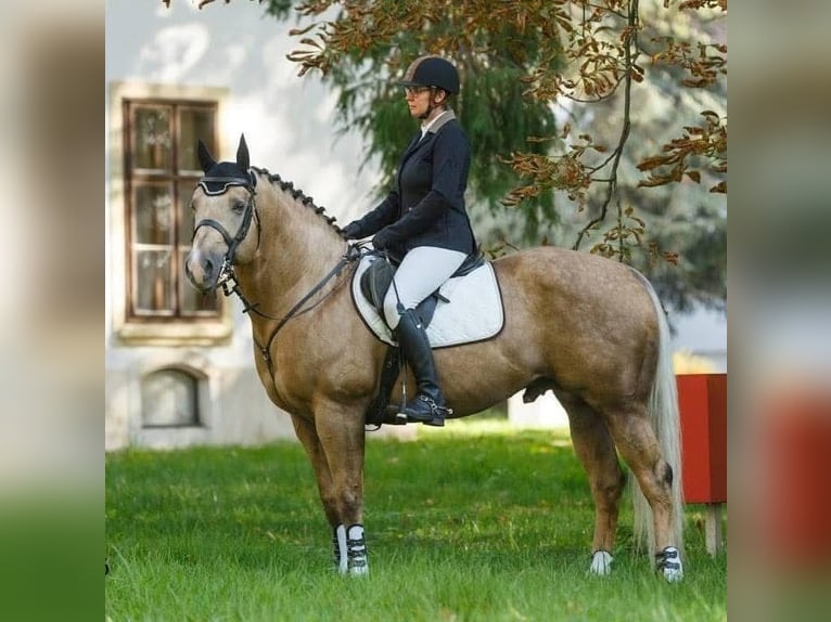 American Quarter Horse Hengst Palomino in Pöttsching