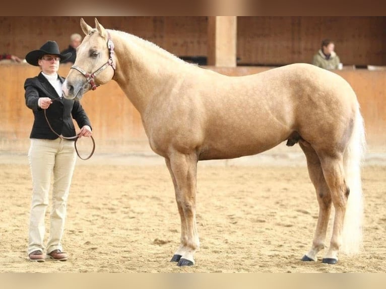 American Quarter Horse Hengst Palomino in Pöttsching