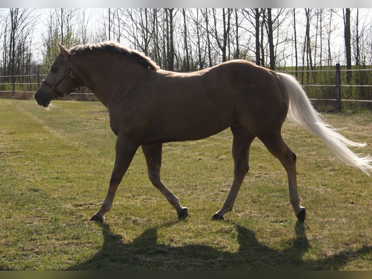 American Quarter Horse Hengst Palomino in Pöttsching