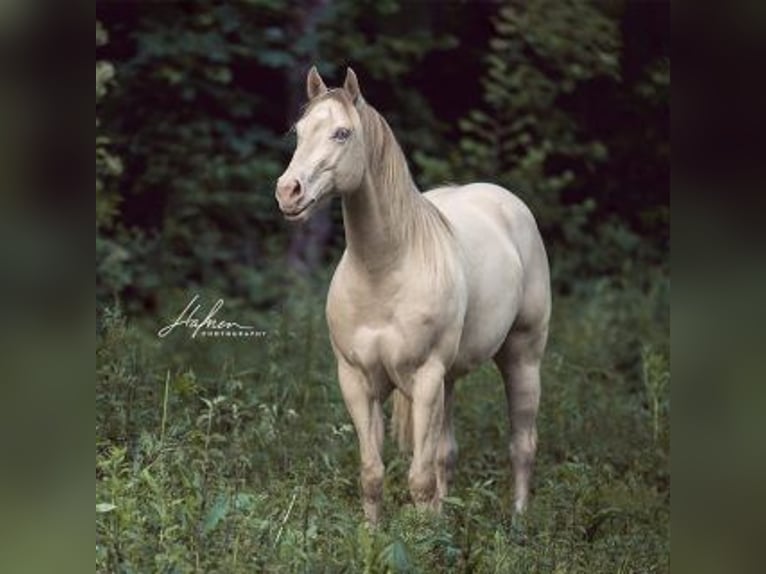 American Quarter Horse Hengst Perlino in Bell