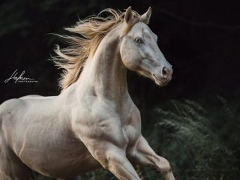 American Quarter Horse Hengst Perlino in Bell