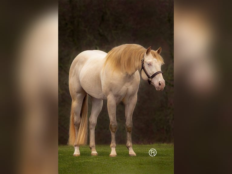 American Quarter Horse Hengst Perlino in Bell
