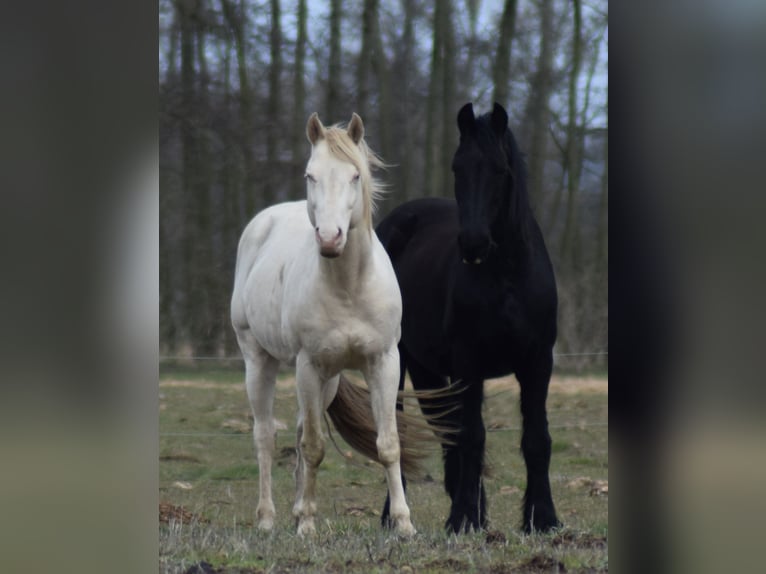 American Quarter Horse Hengst Perlino in Neustadt Dosse