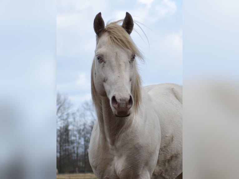American Quarter Horse Hengst Perlino in Neustadt Dosse
