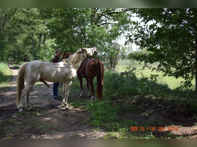 American Quarter Horse Hengst Perlino in Neustadt Dosse