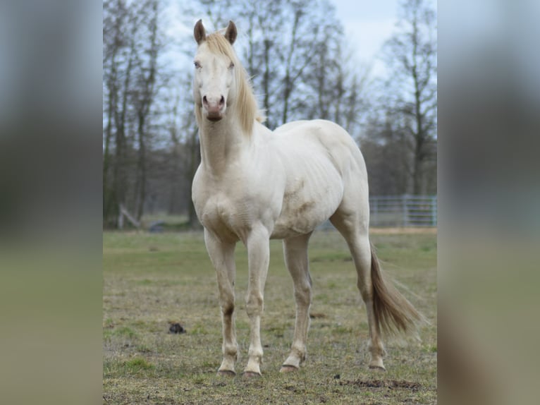 American Quarter Horse Hengst Perlino in Neustadt Dosse