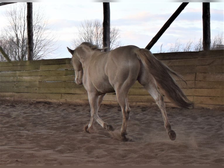 American Quarter Horse Hengst Perlino in Neustadt Dosse