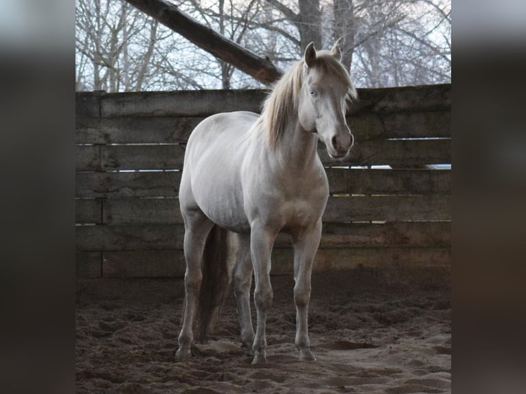 American Quarter Horse Hengst Perlino in Neustadt Dosse