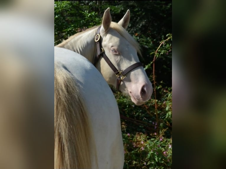 American Quarter Horse Hengst Perlino in Wasserburg am Inn