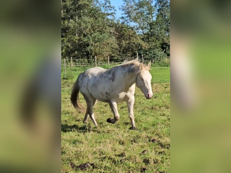 American Quarter Horse Hengst Perlino in Wasserburg am Inn