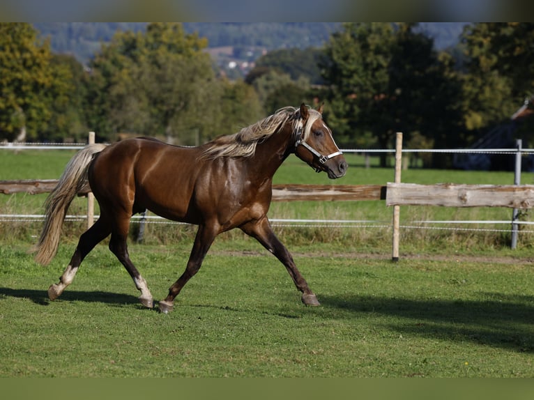 American Quarter Horse Hengst in R&#xF6;dinghausen