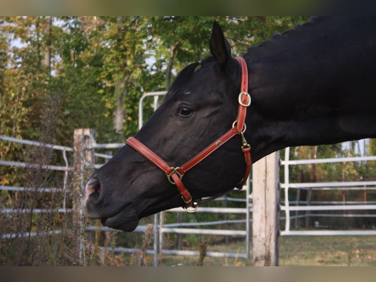 American Quarter Horse Hengst Rappe in Pöttsching