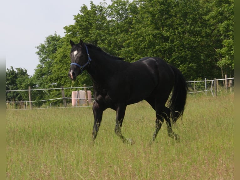 American Quarter Horse Hengst Rappe in Pöttsching