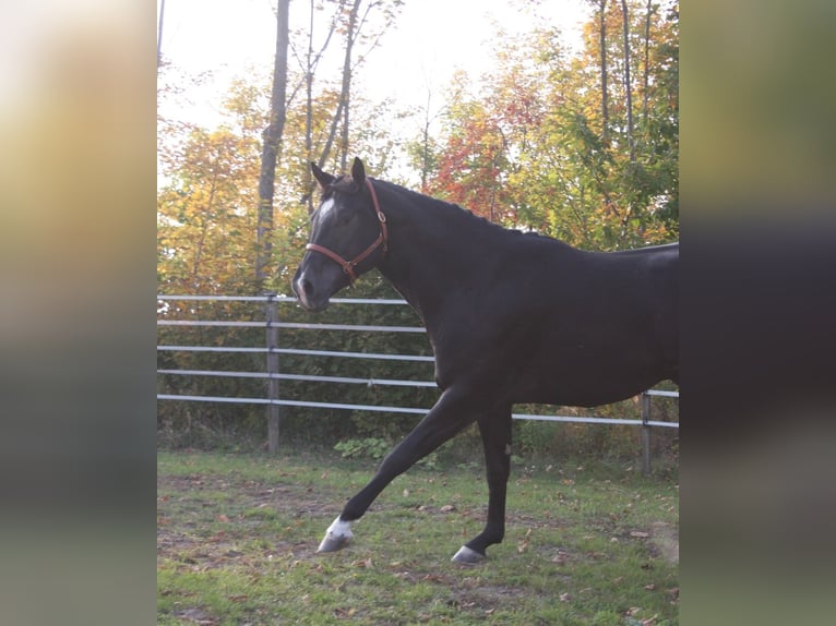 American Quarter Horse Hengst Rappe in Pöttsching