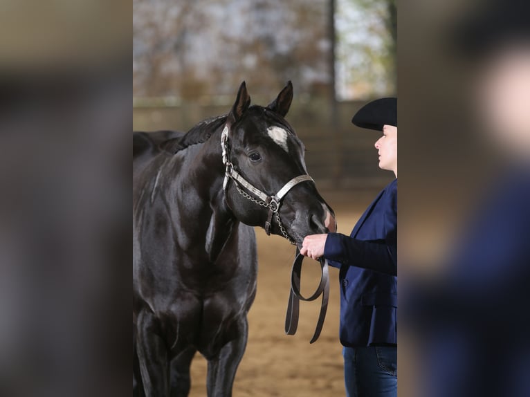 American Quarter Horse Hengst Rappe in Pöttsching
