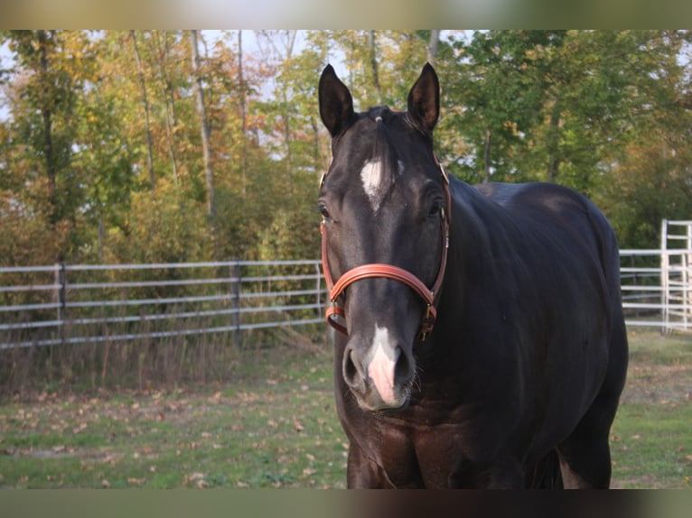 American Quarter Horse Hengst Rappe in Pöttsching