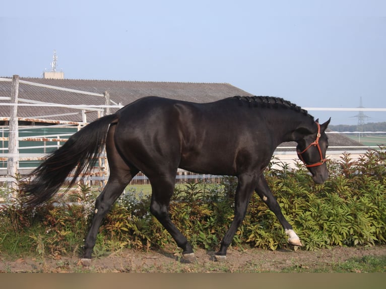 American Quarter Horse Hengst Rappe in Pöttsching