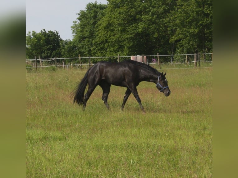 American Quarter Horse Hengst Rappe in Pöttsching