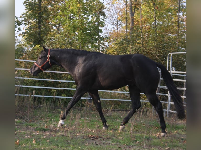 American Quarter Horse Hengst Rappe in Pöttsching