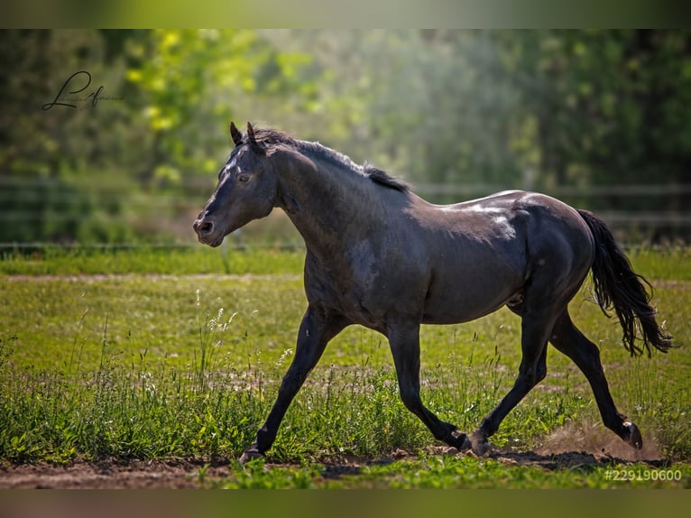 American Quarter Horse Hengst Rappe in Quitzdorf am See